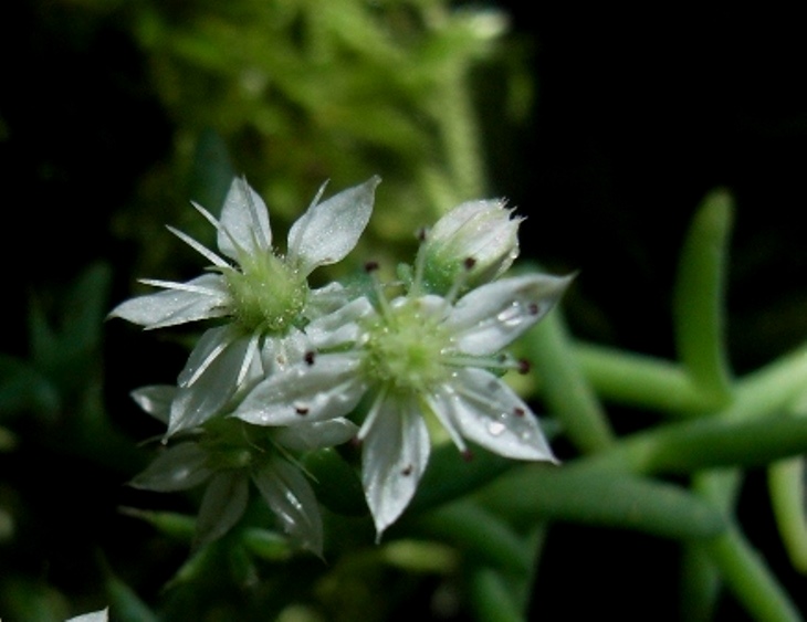 Sedum hispanicum